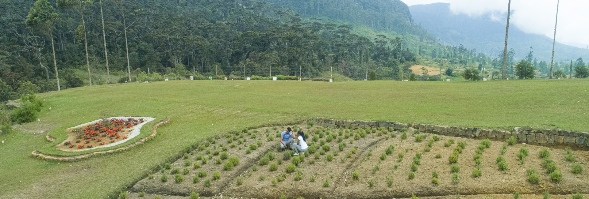 Plantations at The Willows